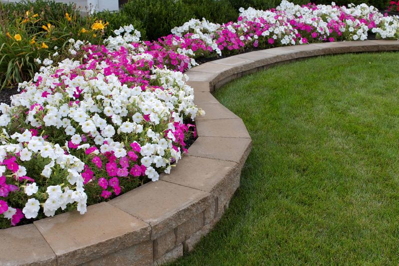 Curved raised bed edged with stone block and filled with white and pink petunias beside a mown lawn